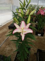 [5664 VZ W09 0222-03 No01.JPG]